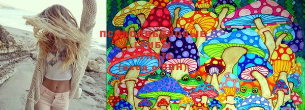 прущие грибы Белокуриха